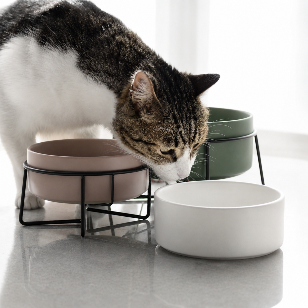 Ceramic pet bowl capacity options for dogs and cats
