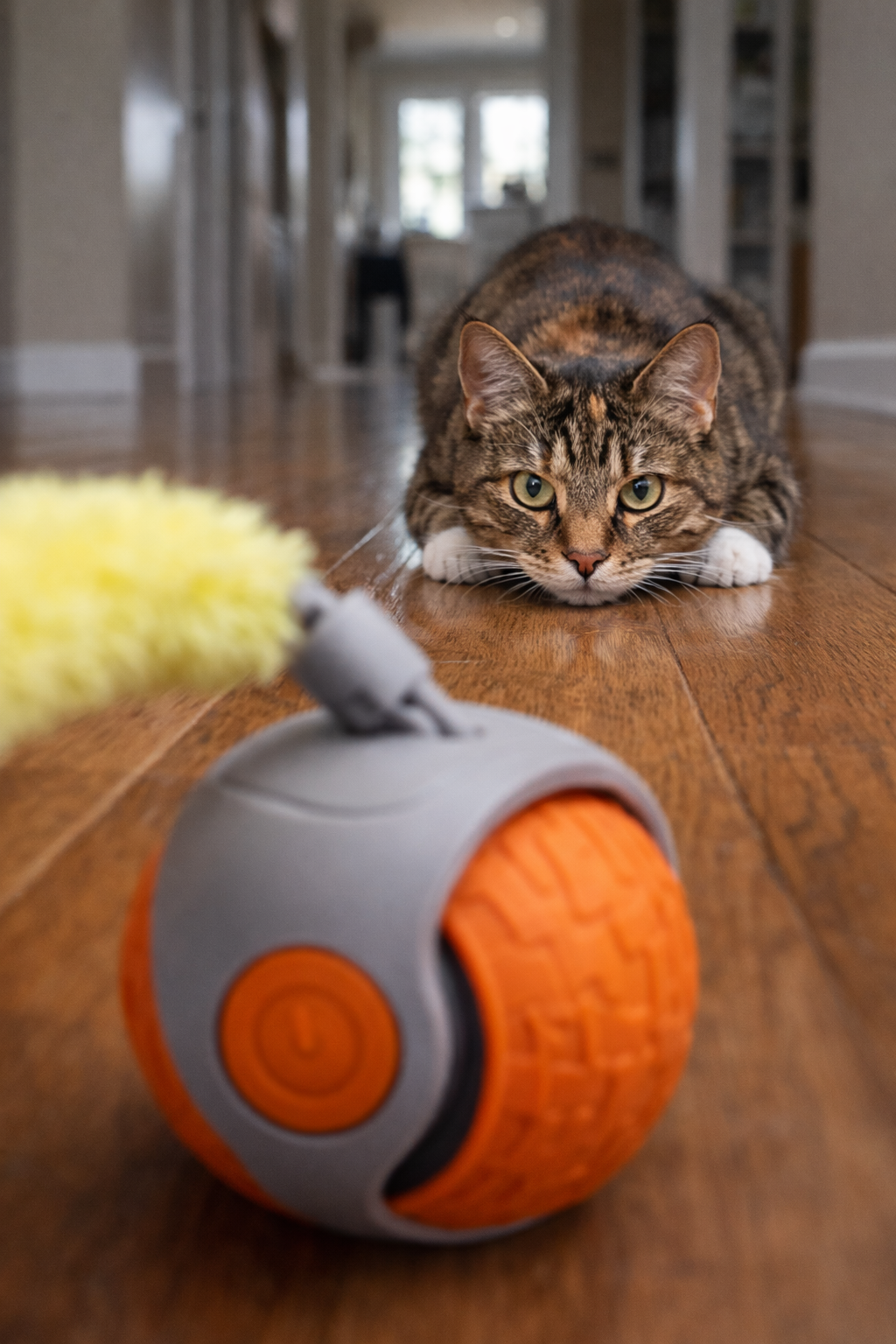 orange interactive self moving rolling cat toy used by cat for chasing indoors