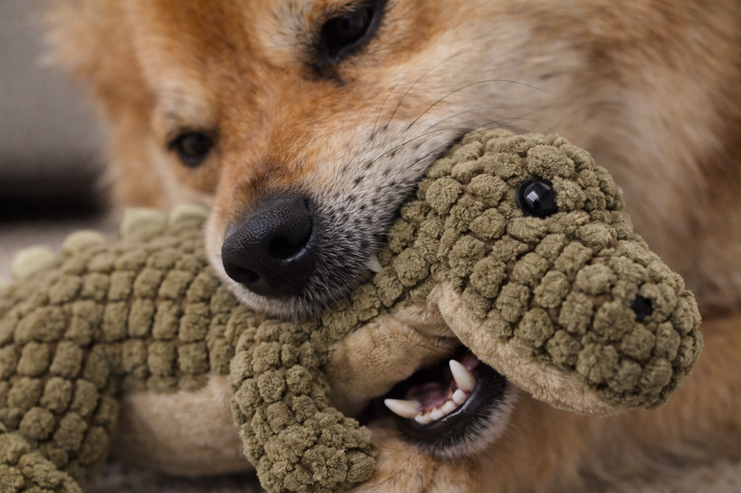 Dino Toy