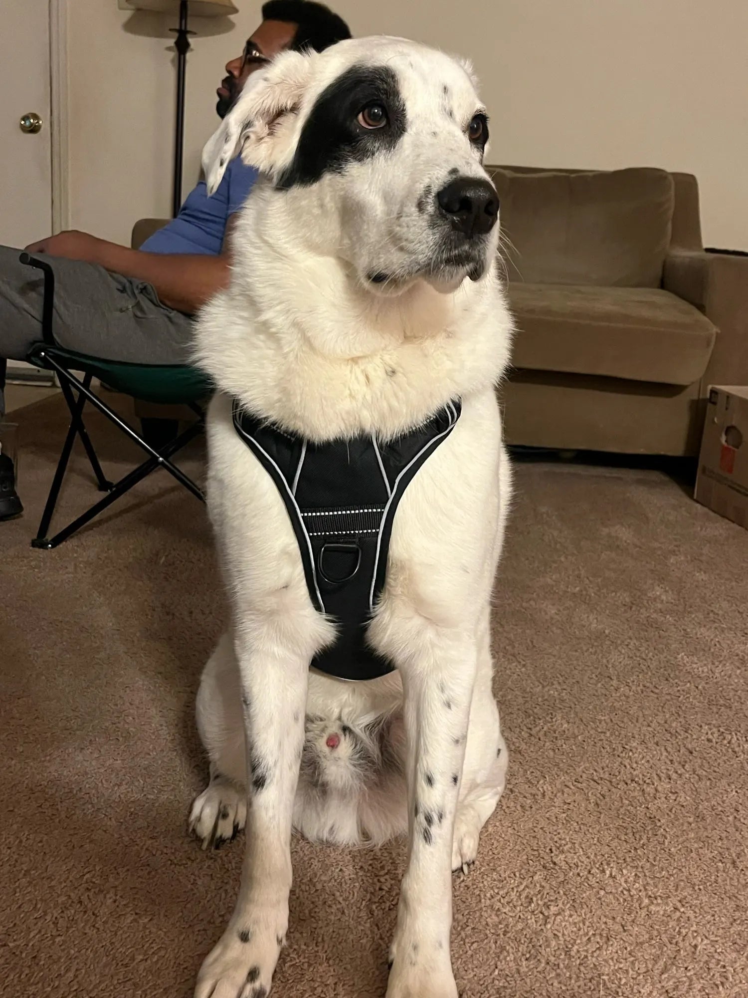 Large white and black dog sitting indoors wearing a black PurrPaws harness.